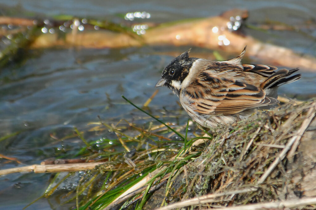 Common Reed Bunting