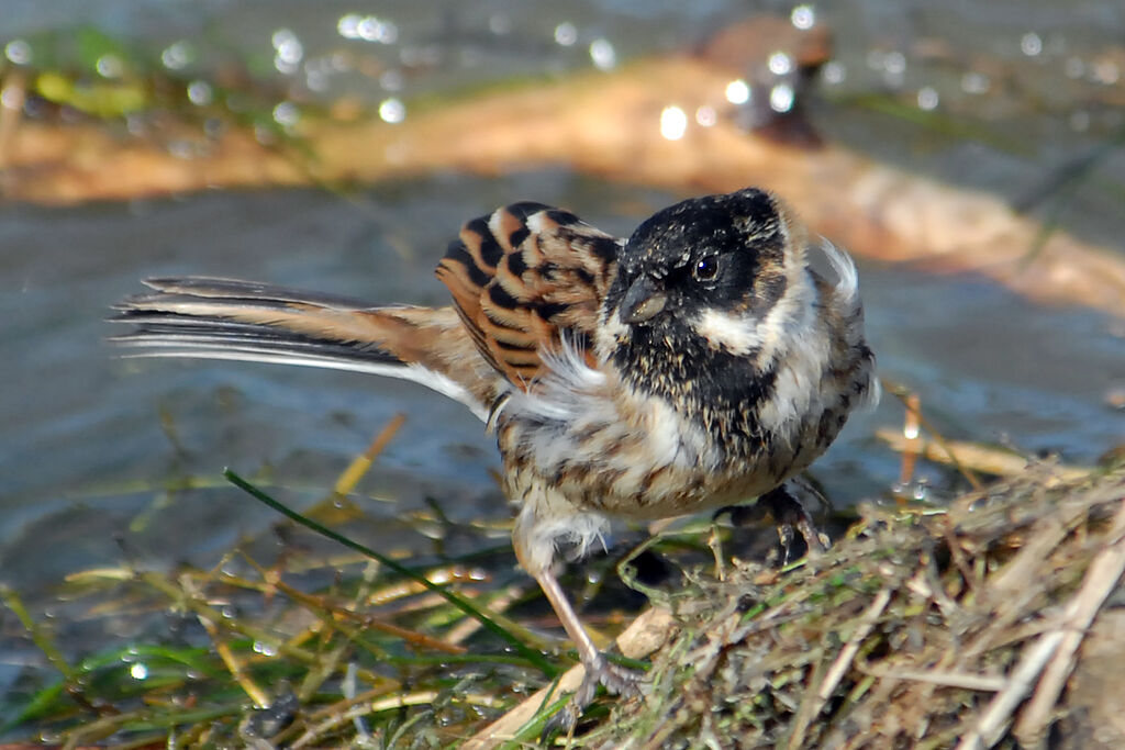 Common Reed Bunting