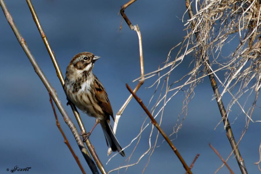 Common Reed Bunting male