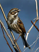 Common Reed Bunting