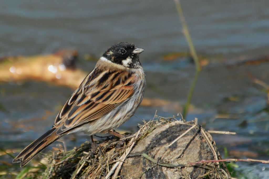 Bruant des roseaux mâle, identification