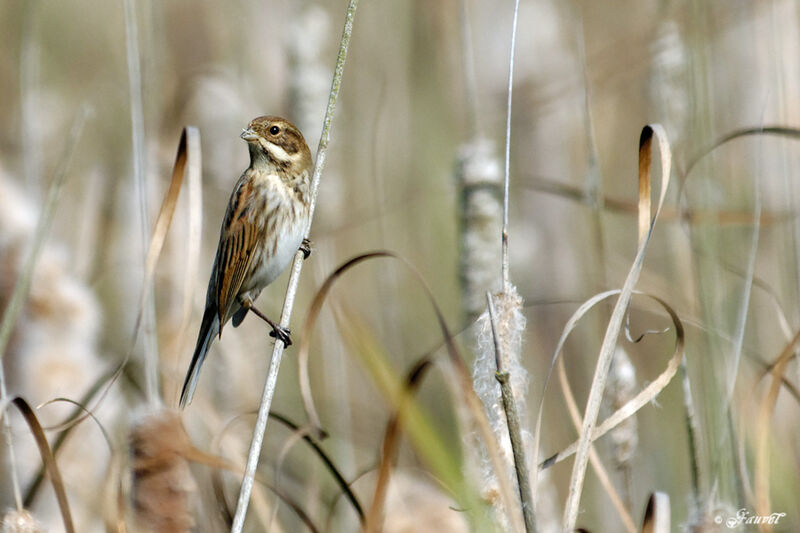 Common Reed Bunting male adult post breeding