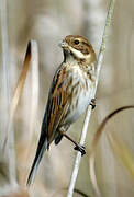 Common Reed Bunting