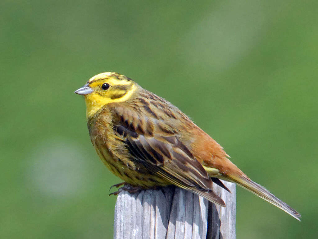 Bruant jaune mâle adulte, identification