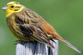 Yellowhammer