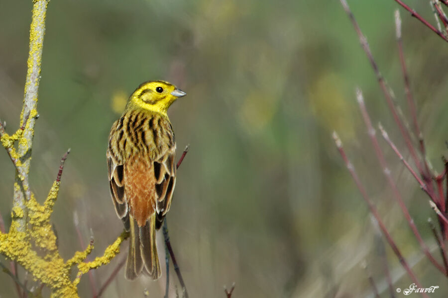 Yellowhammer male adult, identification