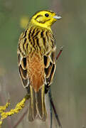 Yellowhammer