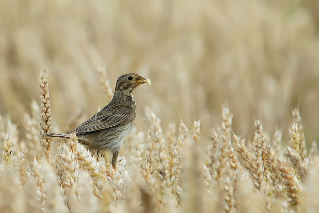 Corn Bunting, feeding habits