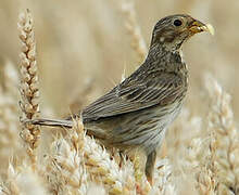 Corn Bunting