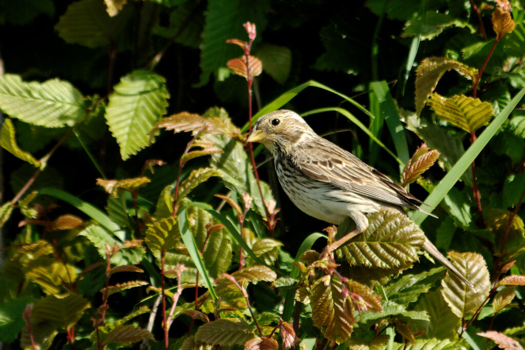 Bruant proyeradulte nuptial, identification, Nidification