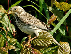 Corn Bunting