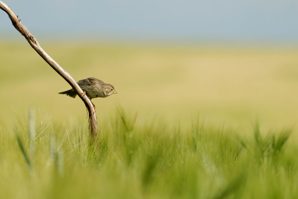 Corn Buntingadult breeding, identification