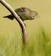 Corn Bunting