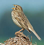 Corn Bunting