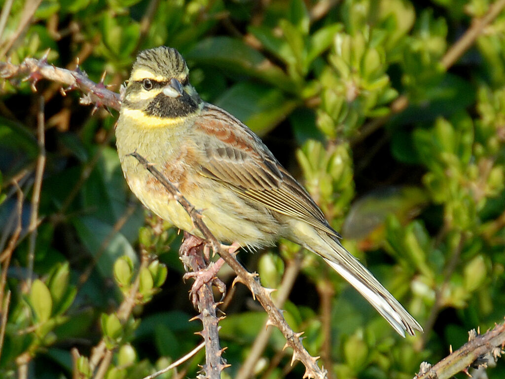 Cirl Bunting male adult breeding