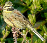 Cirl Bunting