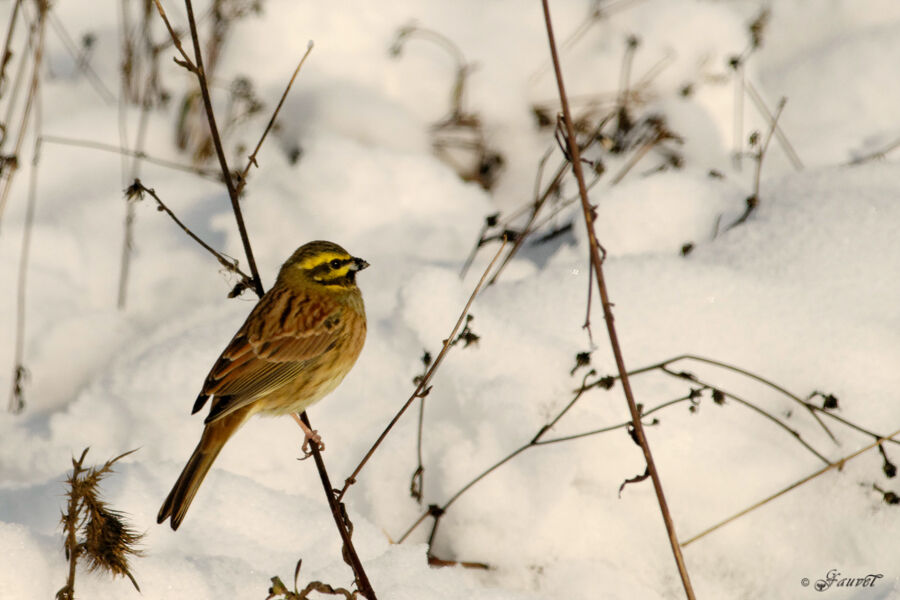 Cirl Bunting male adult post breeding