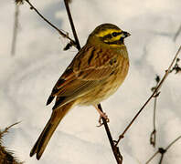 Cirl Bunting