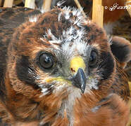 Montagu's Harrier