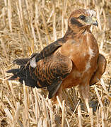 Montagu's Harrier