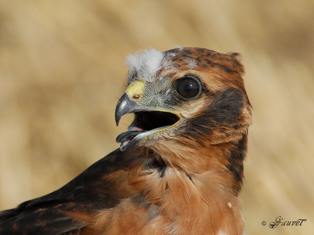 Montagu's Harrier