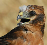 Montagu's Harrier