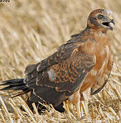 Montagu's Harrier