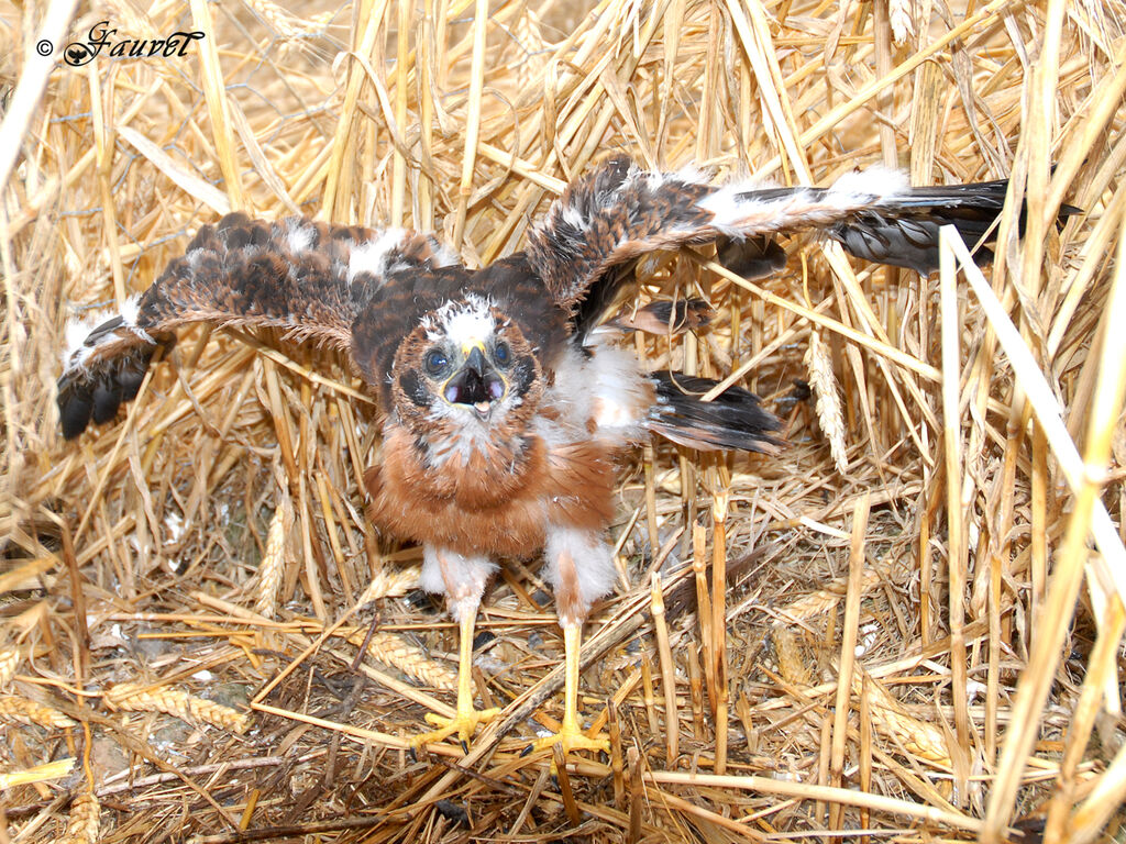 Montagu's Harrier