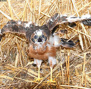 Montagu's Harrier