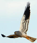 Montagu's Harrier