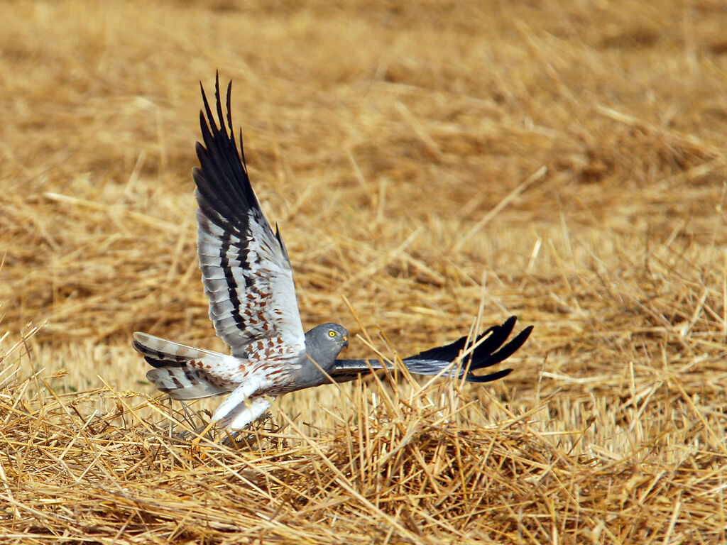 Montagu's Harrier male adult, identification