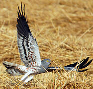 Montagu's Harrier