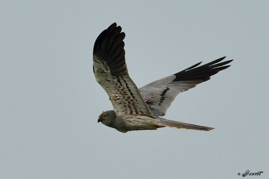 Montagu's Harrier male adult breeding, Flight