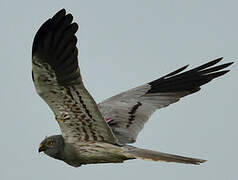 Montagu's Harrier