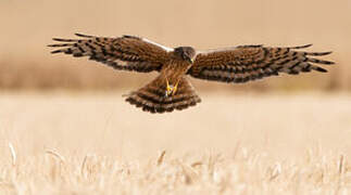 Montagu's Harrier