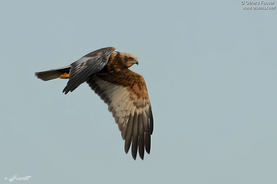 Western Marsh Harrier, Flight