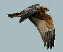 Western Marsh Harrier