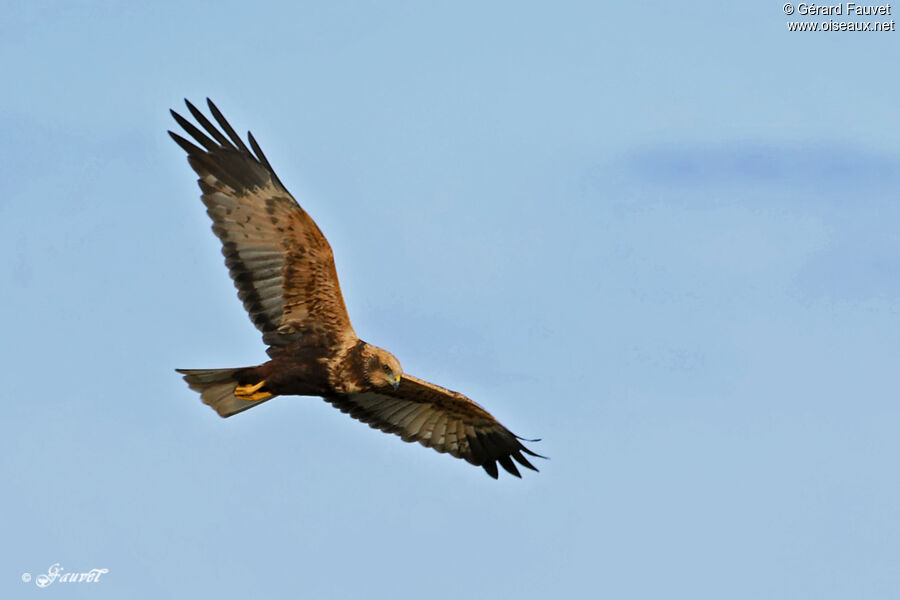 Western Marsh Harrier