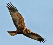 Western Marsh Harrier