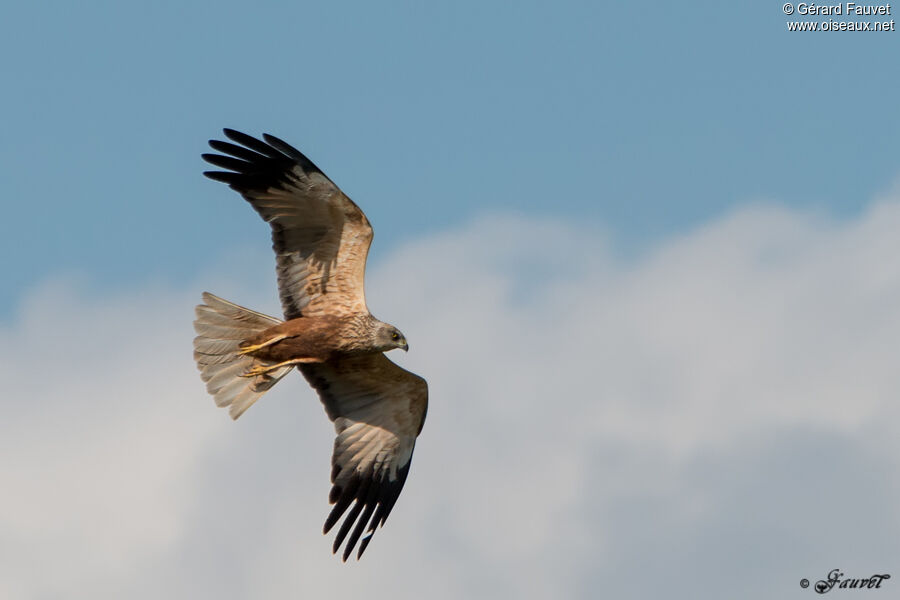 Western Marsh Harrier, Flight