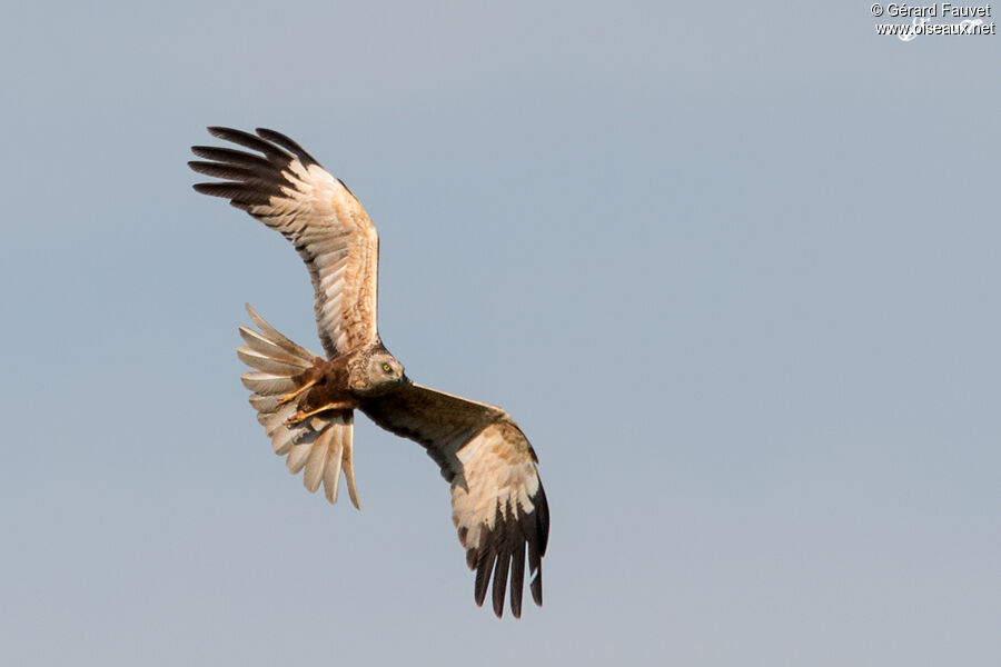 Western Marsh Harrier, Flight