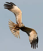 Western Marsh Harrier