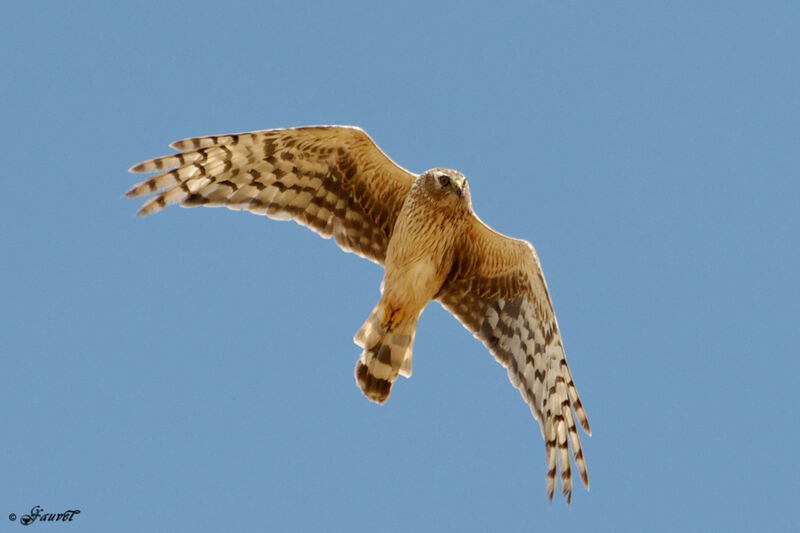 Hen Harrier female adult breeding, Flight