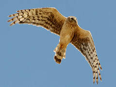 Hen Harrier