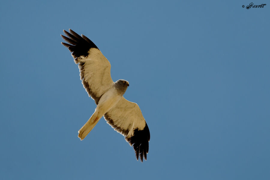 Hen Harrier male adult breeding, Flight