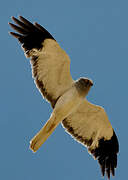 Hen Harrier