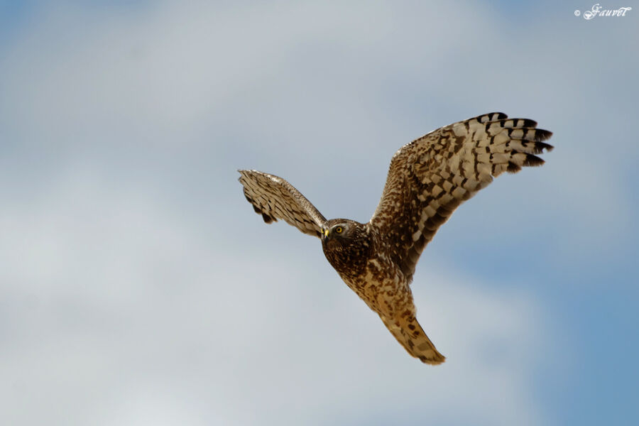 Hen Harrier female adult breeding, Flight