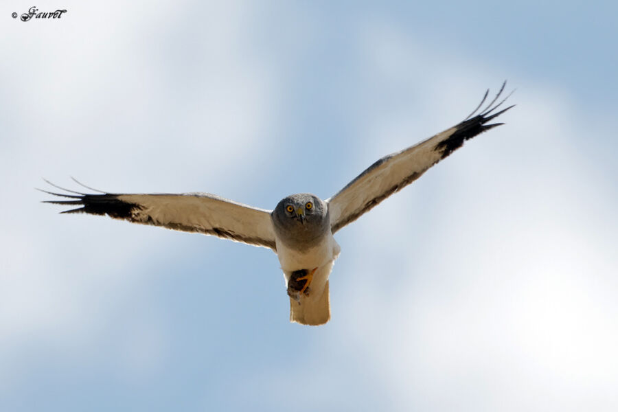 Hen Harrier male adult breeding, identification, Flight, feeding habits