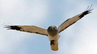 Hen Harrier