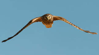 Hen Harrier